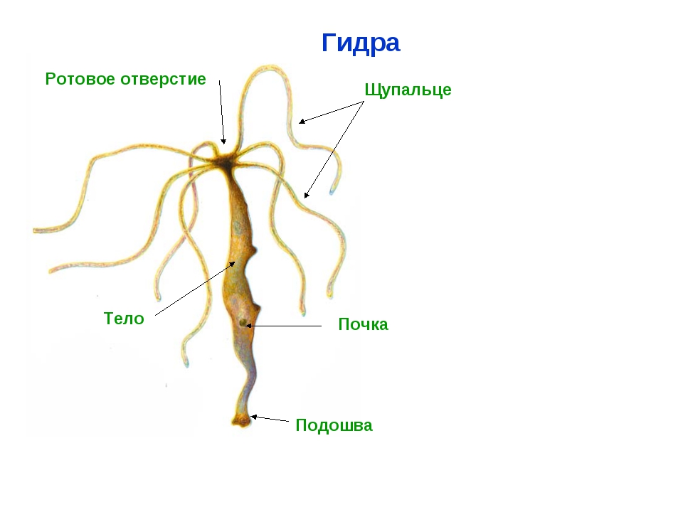 Kra39.cc